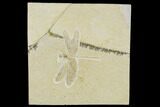 Fossil Dragonfly (Aeschnogomphus) - Solnhofen Limestone #113343-1